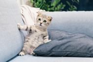Dust and pet dander are leading causes of indoor allergies (Image via Pexels/Tranmautritam)